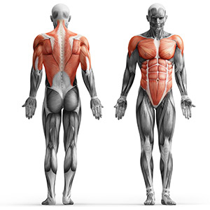 Брусья независимые Marbo Sport MH-D211