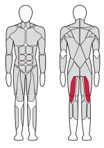 Сгибатель бедра стоя Fitex Pro FTX-61F25A